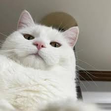 Victoria Pascual avatar